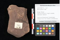 Foto (Objekt + Etikett) von Myrica lignitum Unger (NHMW-GEO-2024-0188-0715)